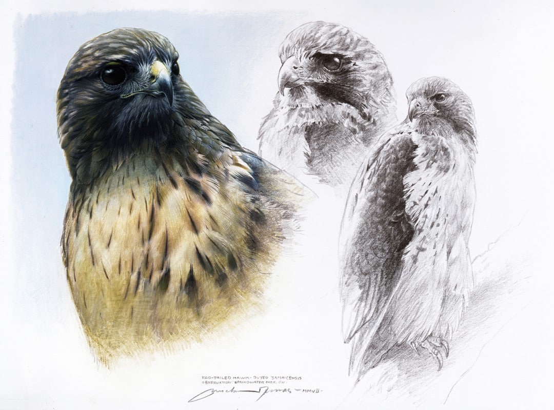 PleinAir Magazine's 10th Annual August 2020 PleinAir Salon Winner Michael Dumas Red-tailed Hawk Study Best Drawing