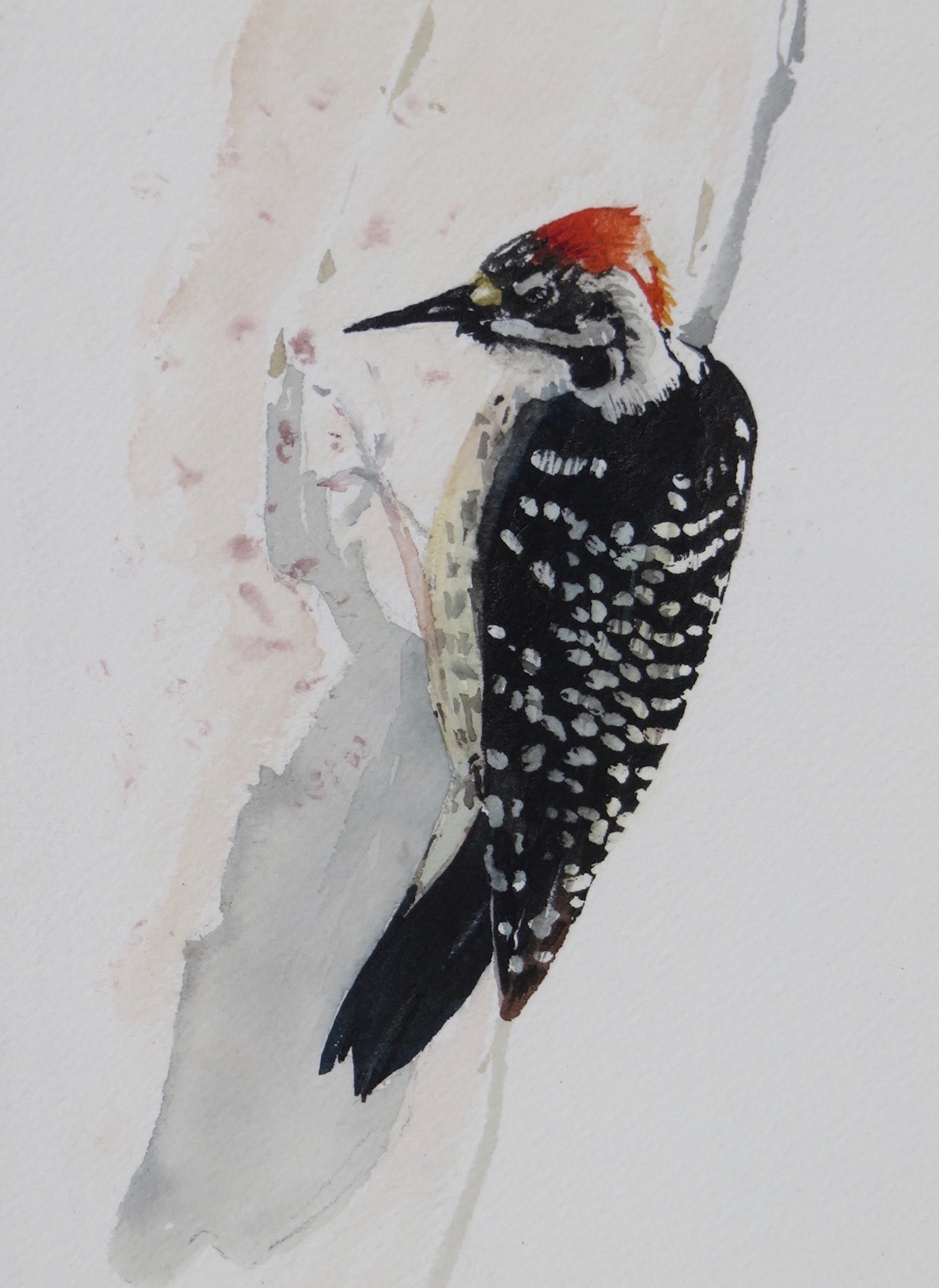 PleinAir Magazine's 12th Annual PleinAir Salon Awards January Top 100 Victor Schiro Nuttall's Woodpecker Animals & Birds