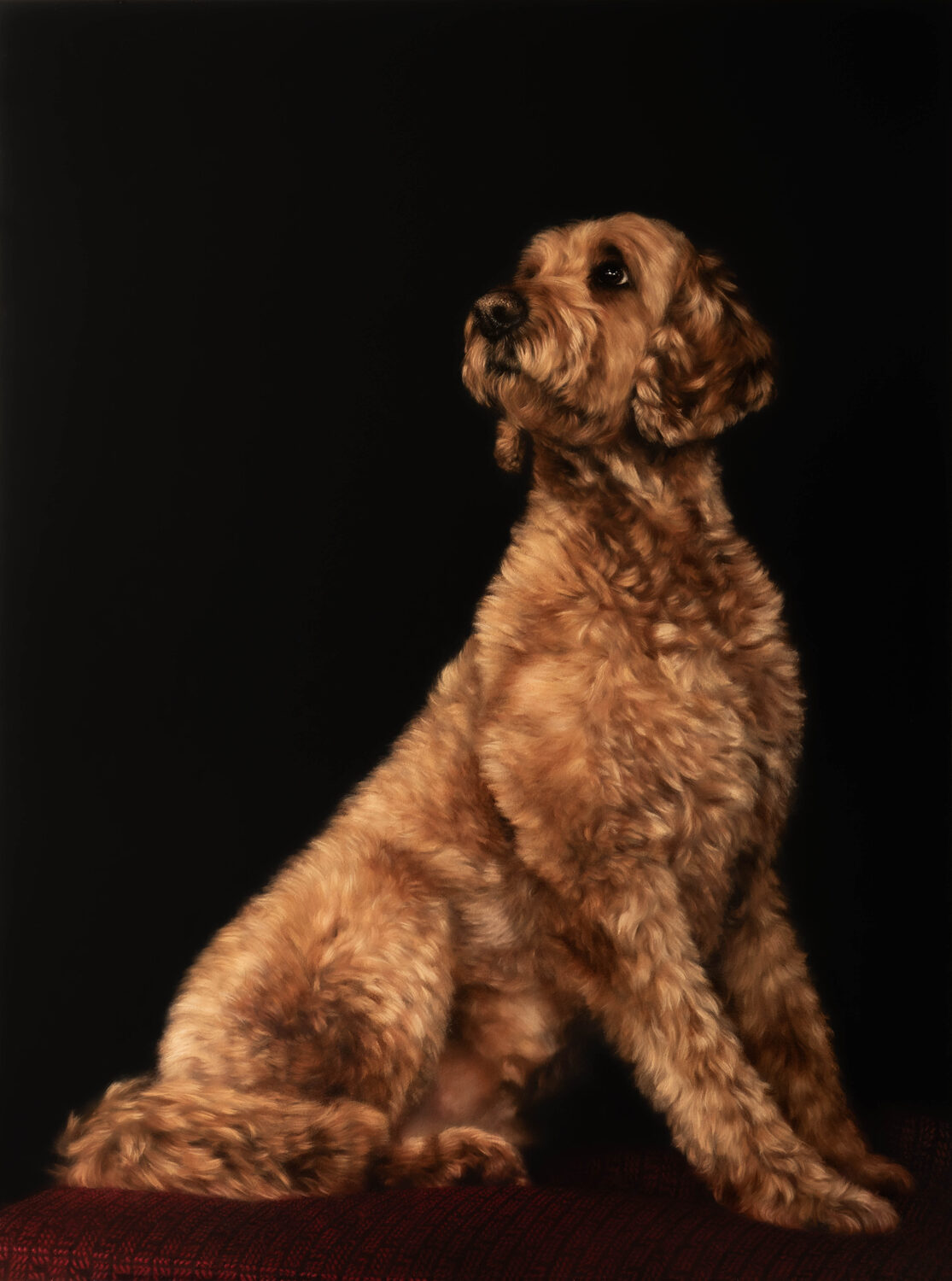 A curly, light brown dog sits on a textured red surface, posing against a dark background and looking upward with an alert expression. 15th Annual PleinAir Salon Art Competition