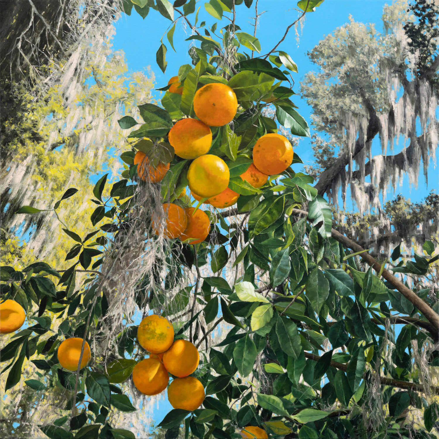 Oranges hanging from a tree with green leaves, surrounded by Spanish moss, set against a bright blue sky and forest background. 15th Annual PleinAir Salon Art Competition