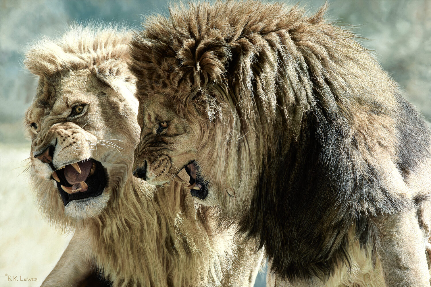 Two male lions with thick manes snarl at each other, baring their teeth aggressively, possibly in a territorial dispute. The sunlight highlights their fur and intense expressions. 15th Annual PleinAir Salon Art Competition