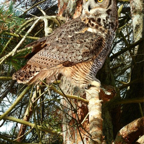 A great horned owl with yellow eyes sits perched on a branch, blending into the brown and gray bark of a pine tree, surrounded by needles and branches. 15th Annual PleinAir Salon Art Competition