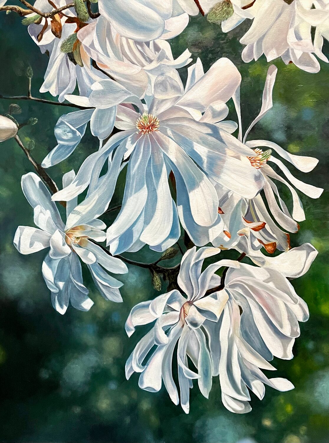 Several large, white magnolia flowers bloom on a branch against a blurred green background. Sunlight highlights their delicate, overlapping petals, creating a soft, natural look. 15th Annual PleinAir Salon Art Competition