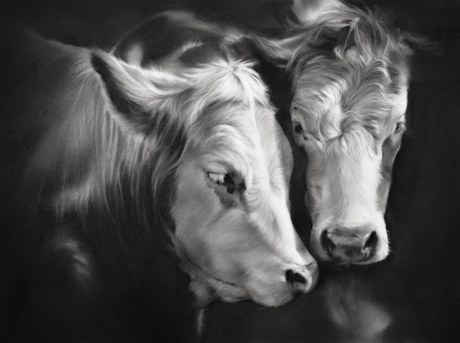 Two cows with light faces rest their heads gently together against a dark background, creating a soft and peaceful atmosphere. 15th Annual PleinAir Salon Art Competition